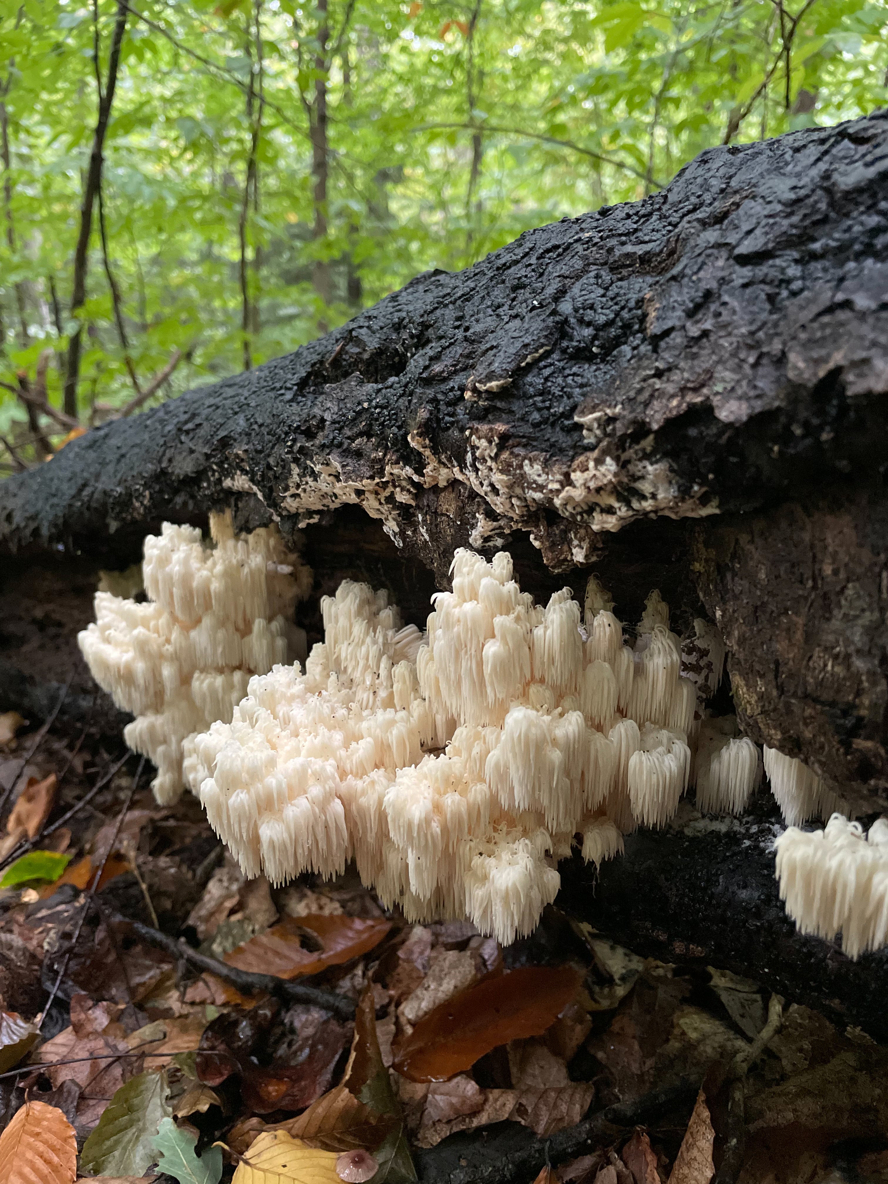 Bears Head Tooth Mushrooms