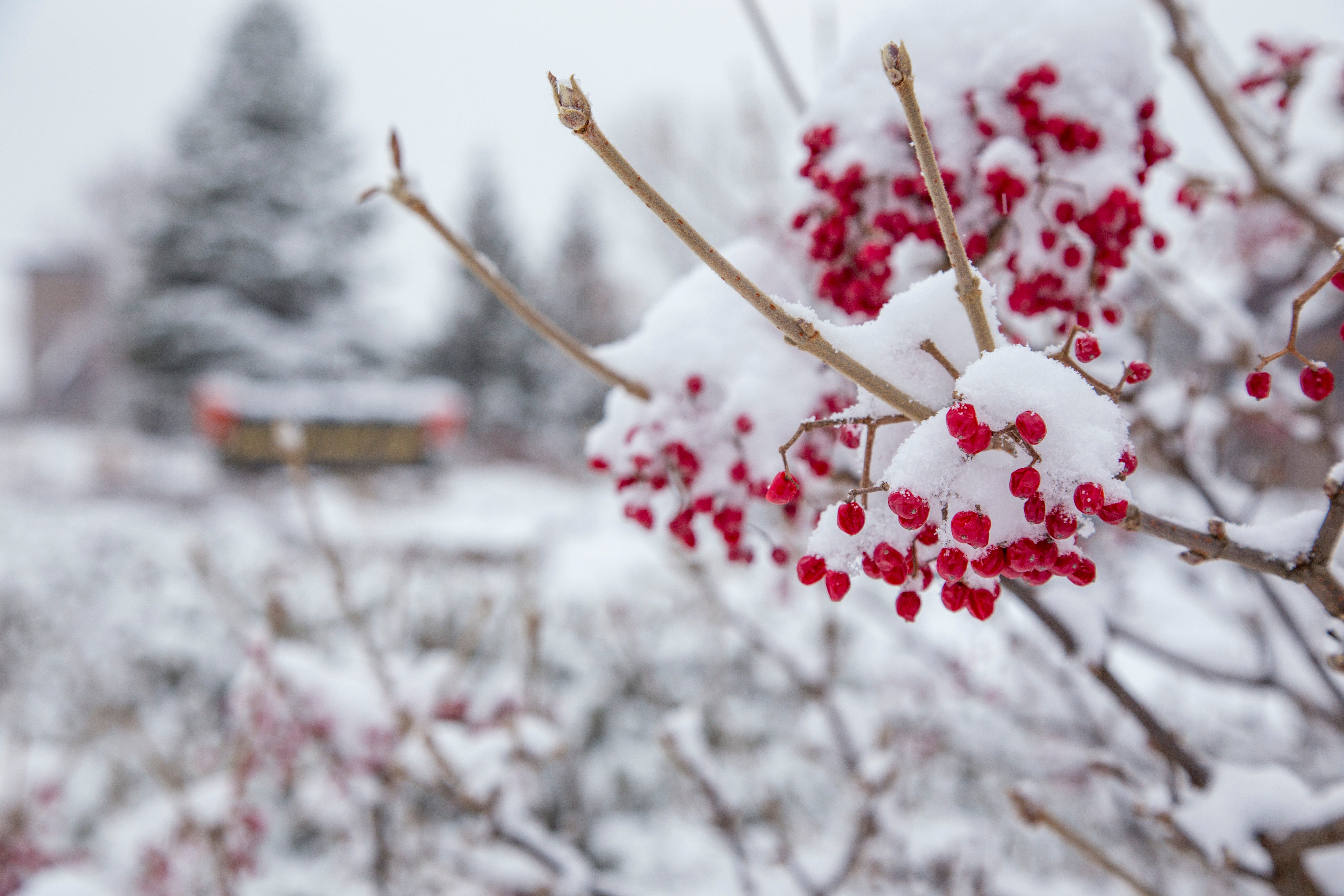 Red berry tree covered in snow