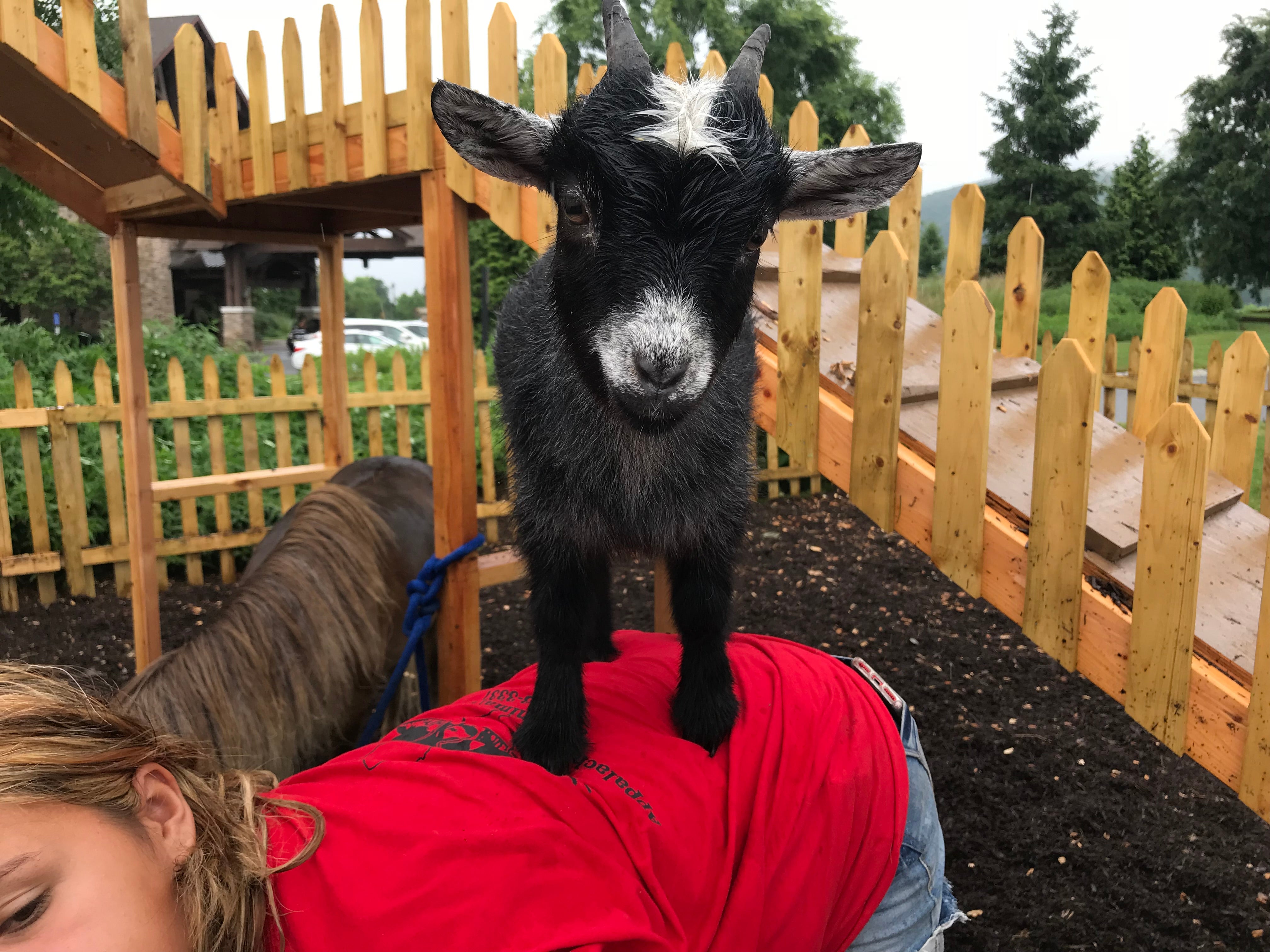 Small goat on woman's back during goat yoga.