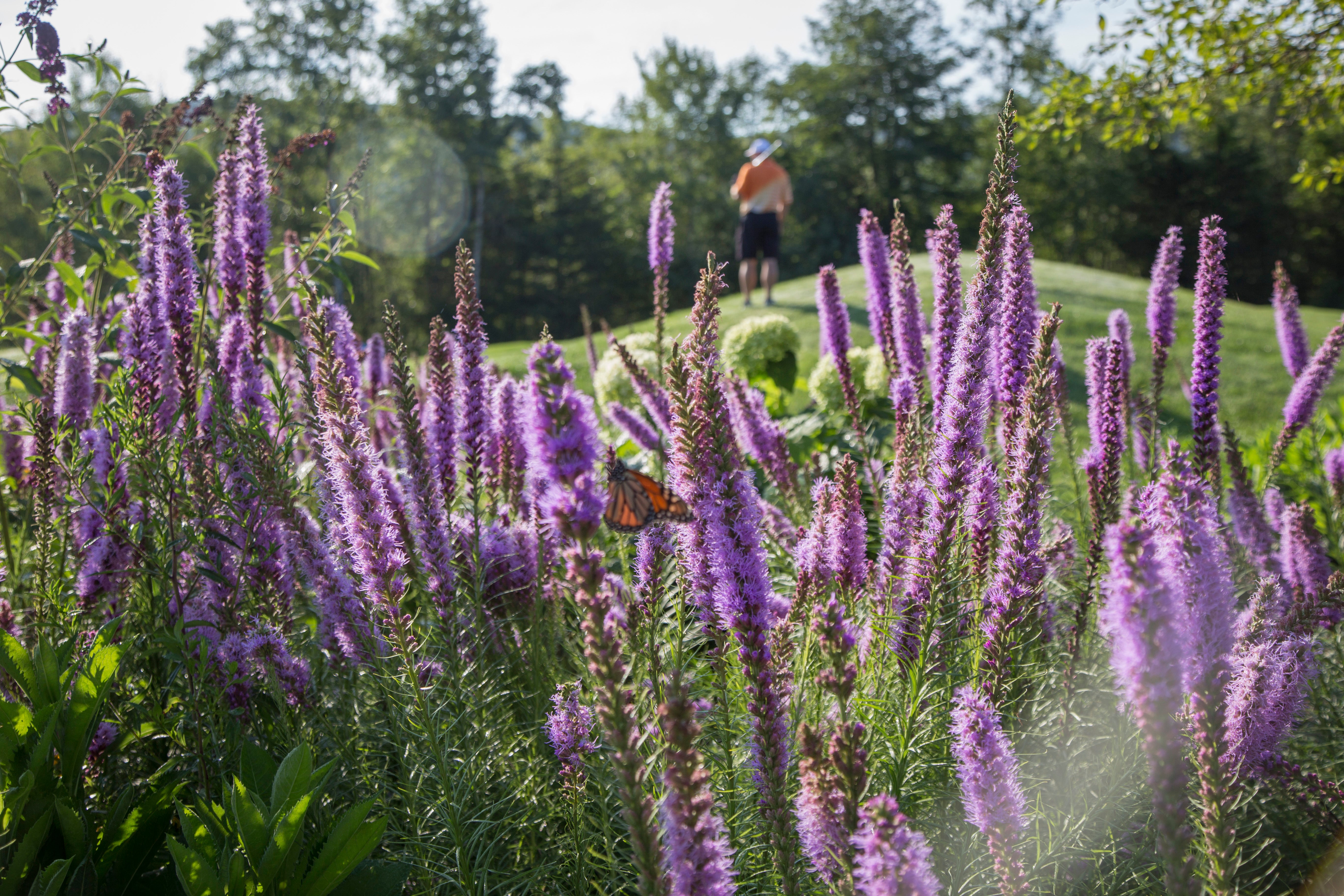 Flowers on a golf course at a resort near NYC