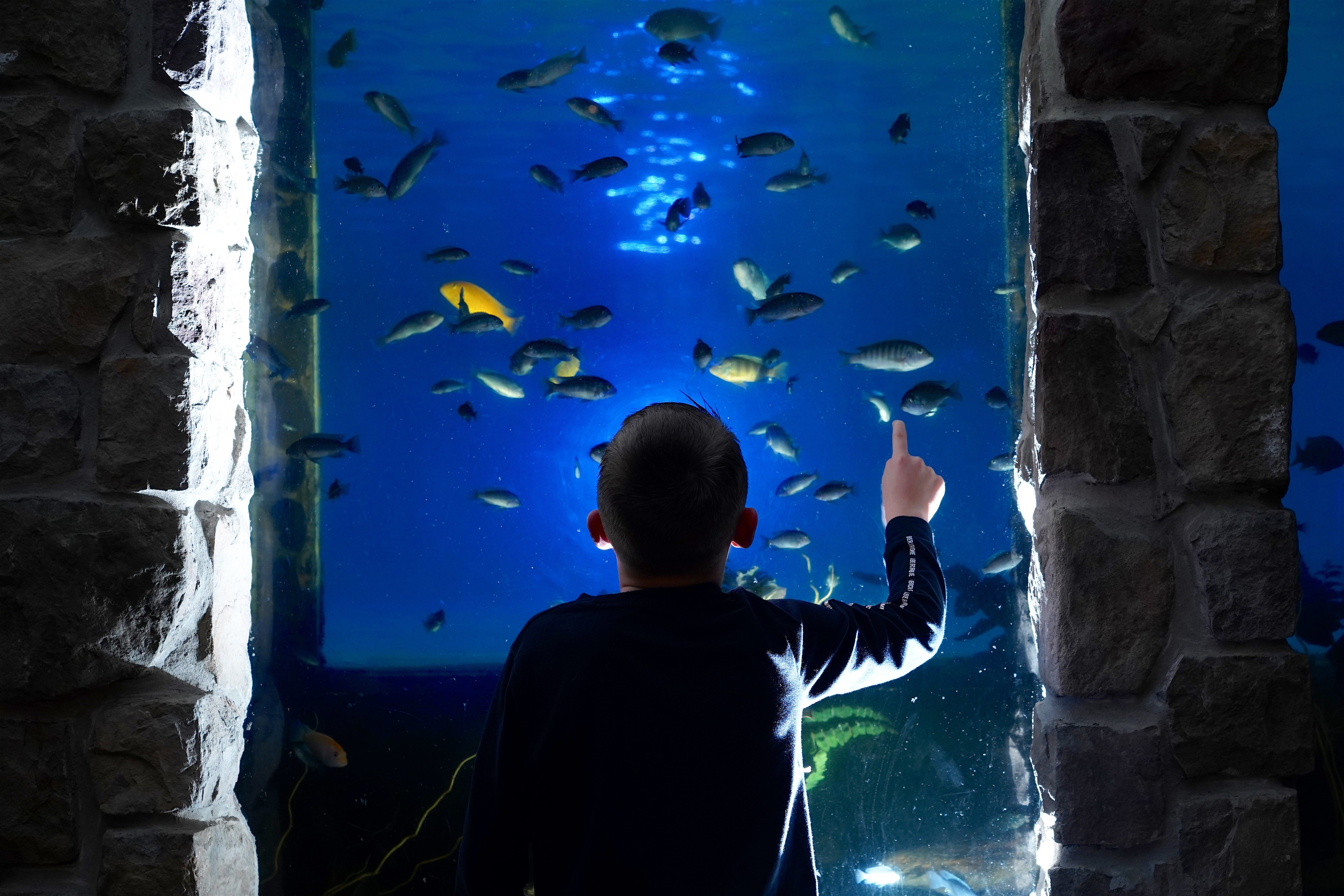 Child viewing underground aquarium at Minerals Hotel