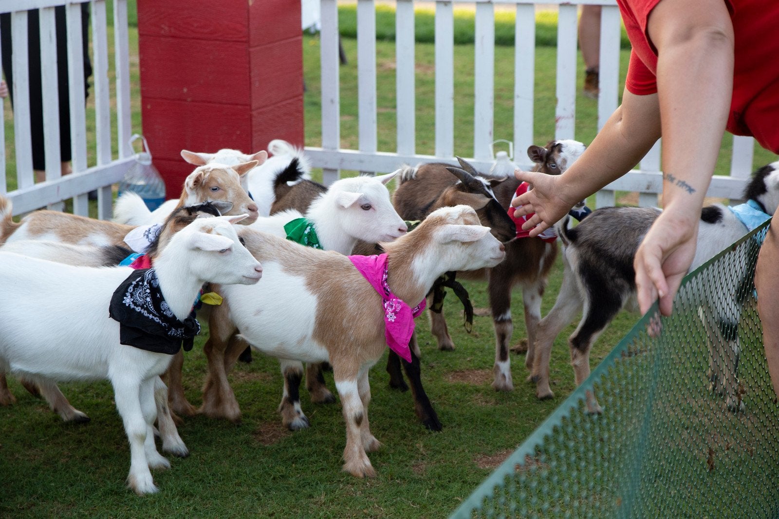 Group of goats at goat petting