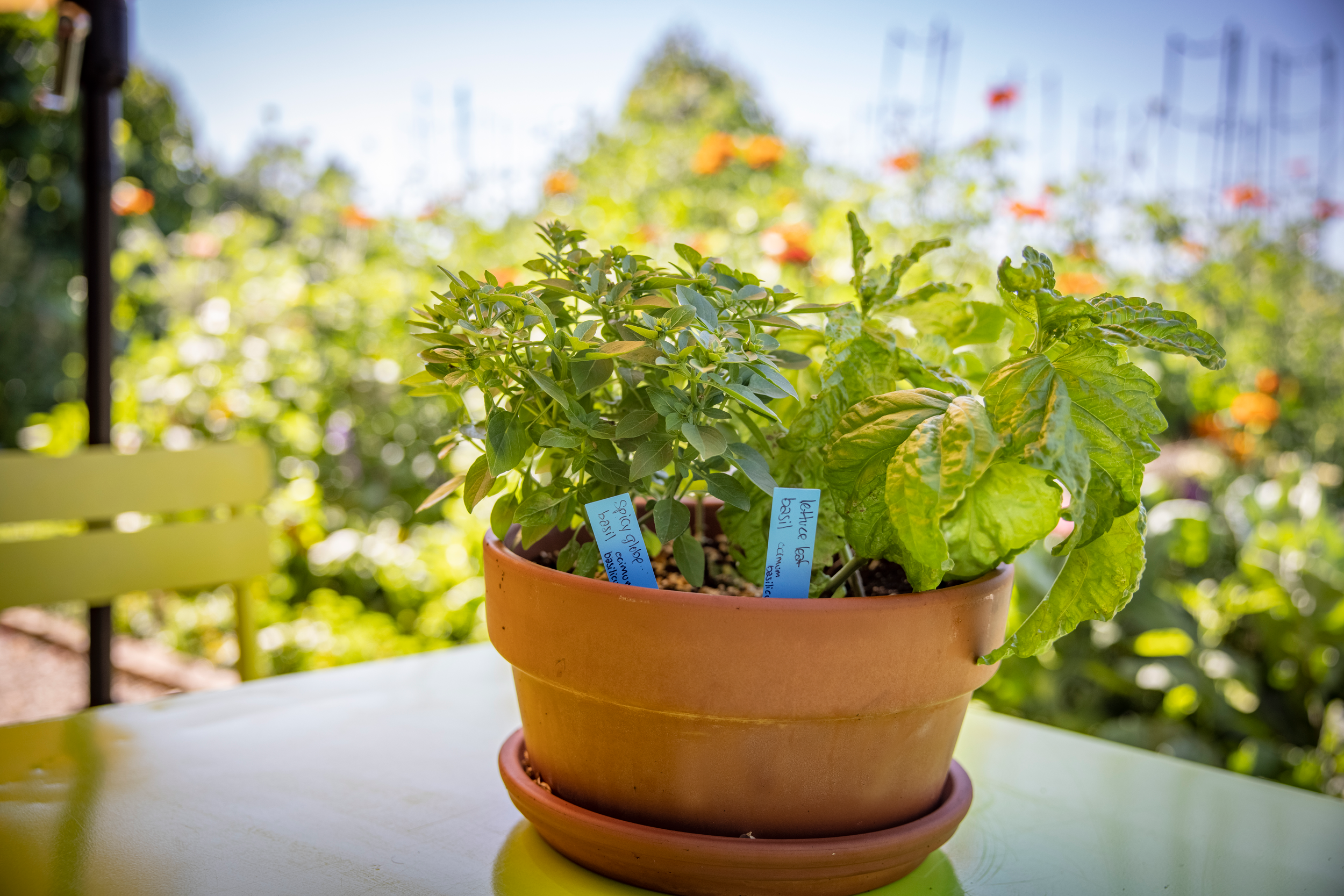 Herbs planted in a pot