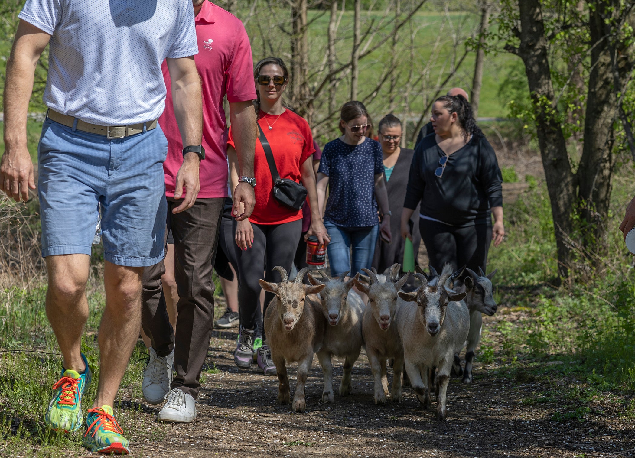 Goat hiking at Crystal Springs Resort