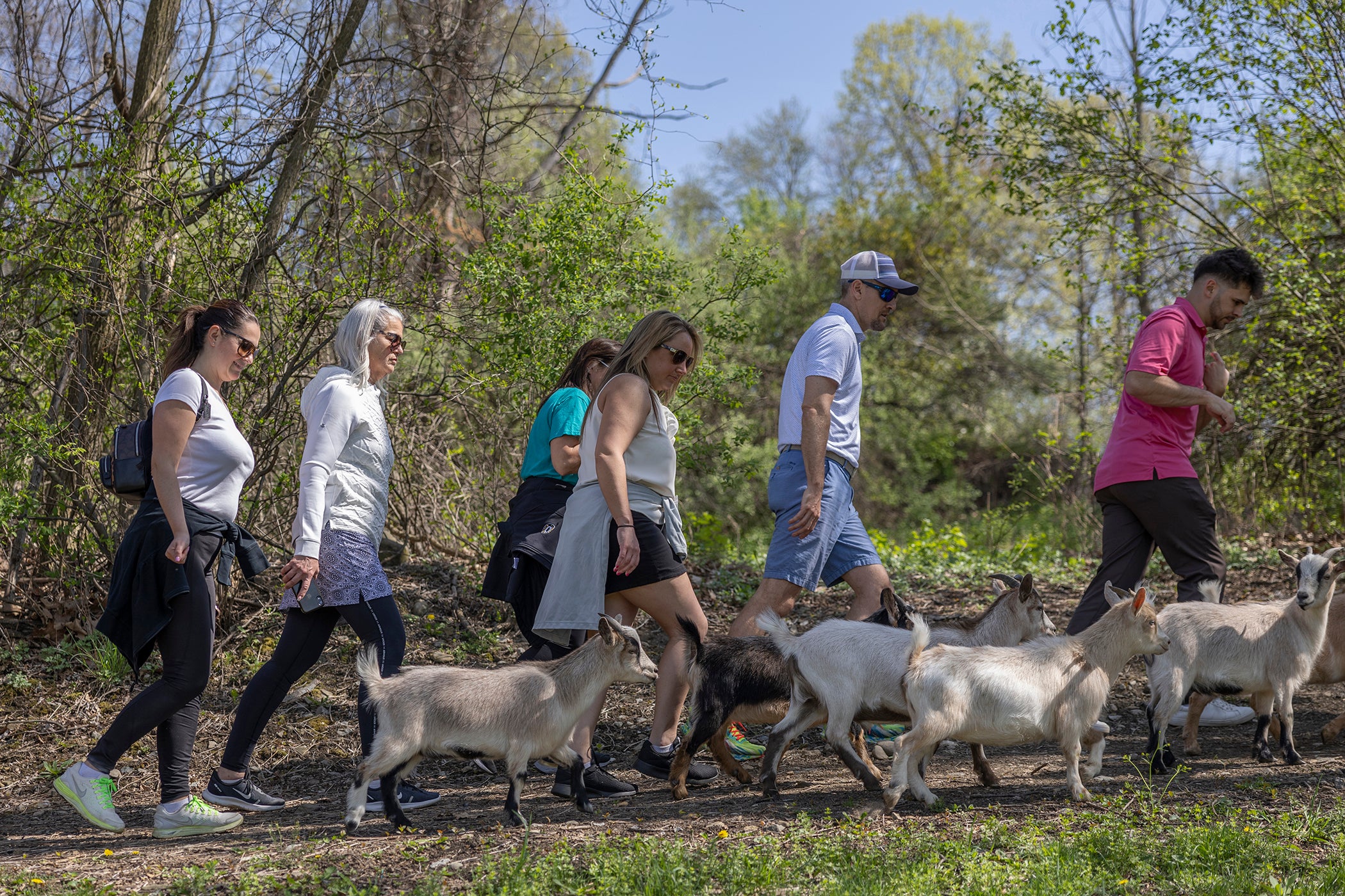 Group of people hiking with Goats at a resort close to NYC