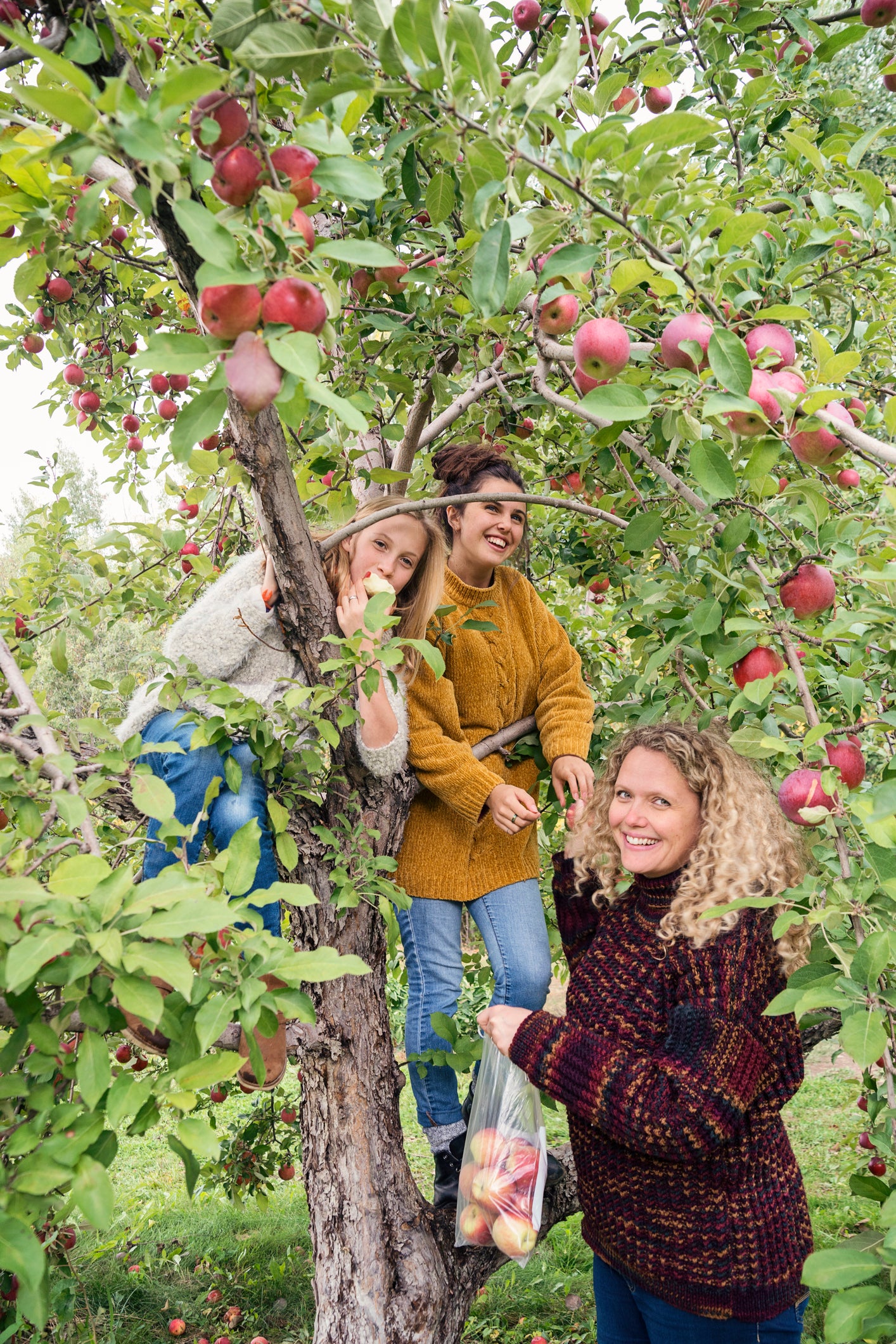 Three women apple picking. 