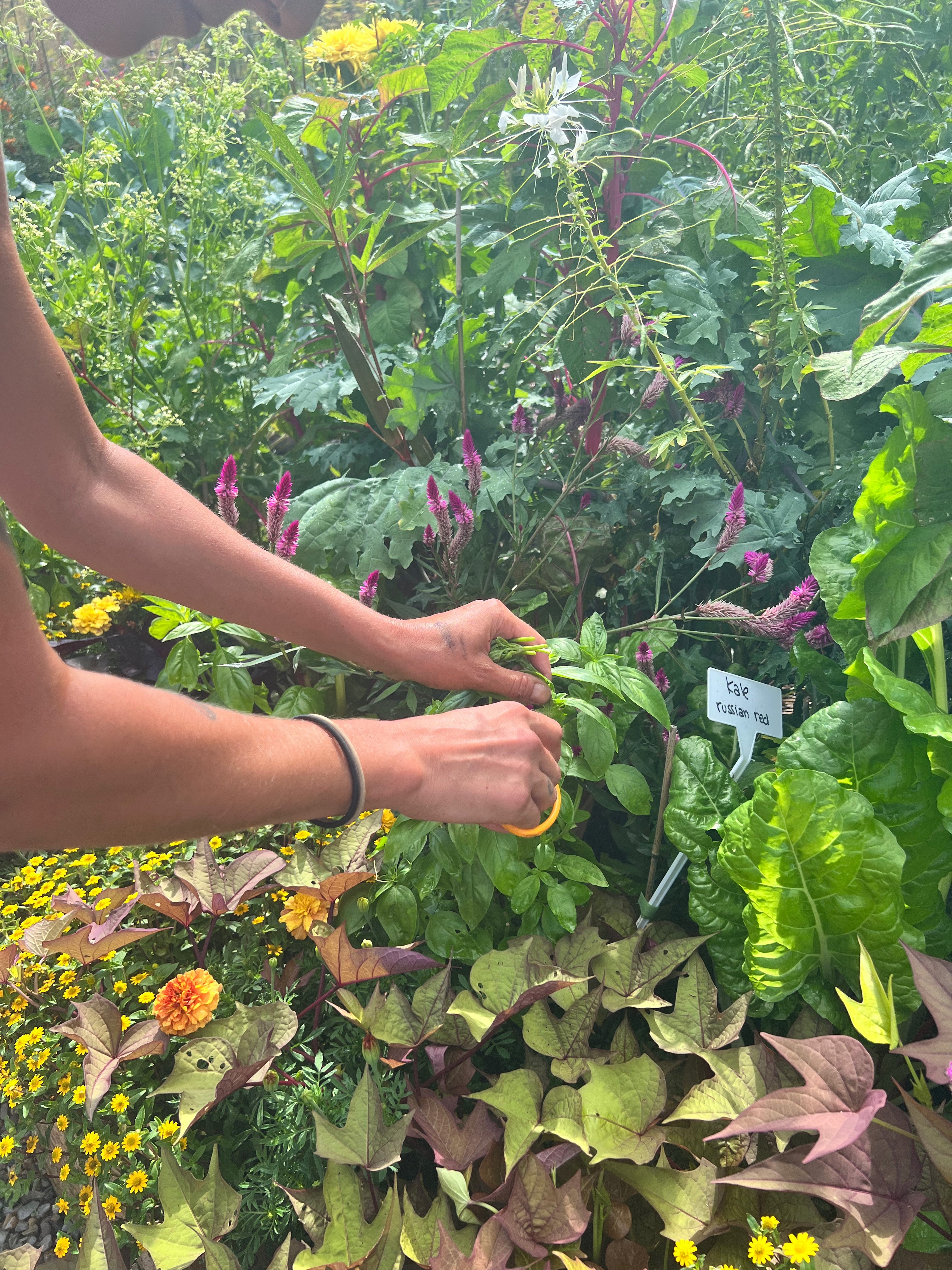 Clipping veggies from Chef's Garden