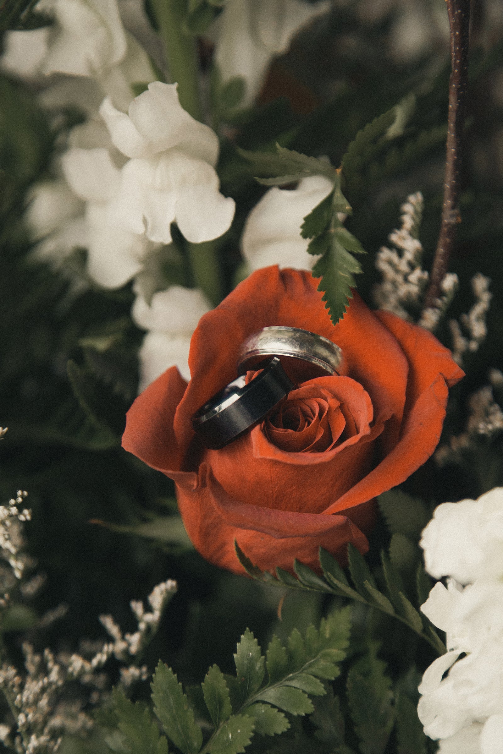 Rose with two wedding rings.