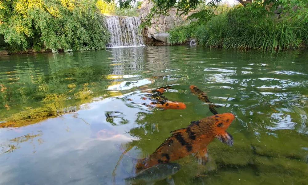 Koi Pond