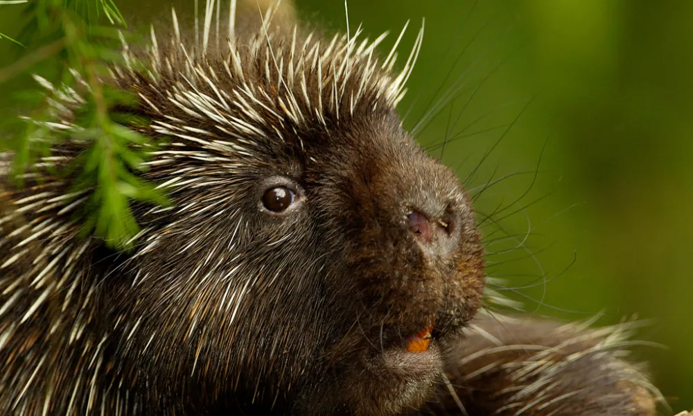 Porcupine