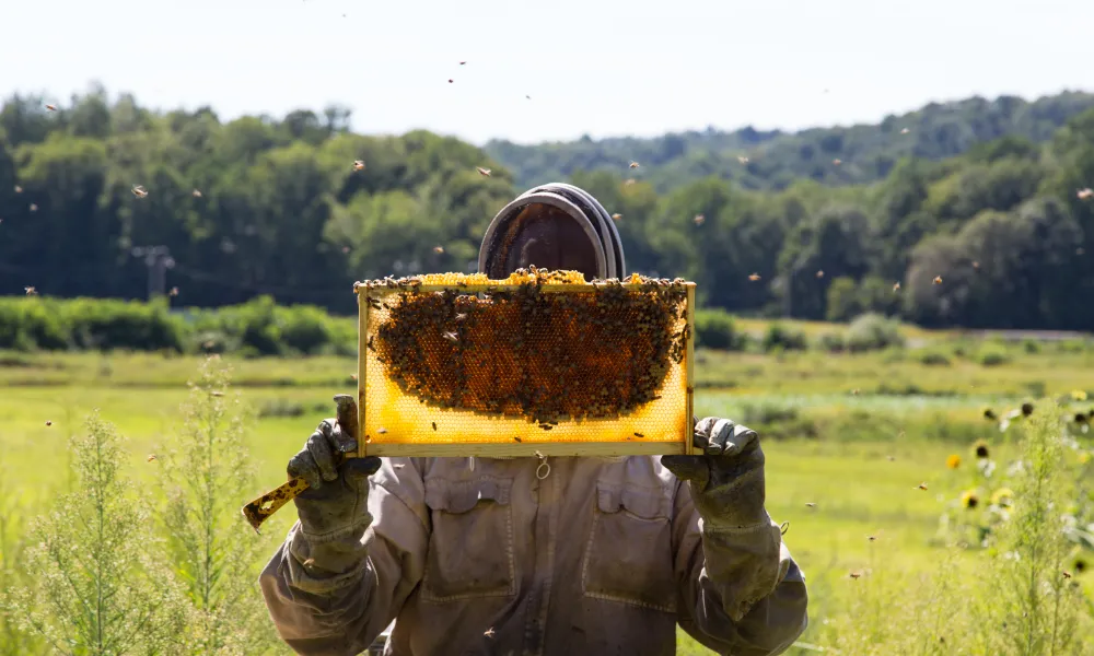 Beekeeper at Crystal Springs Resort