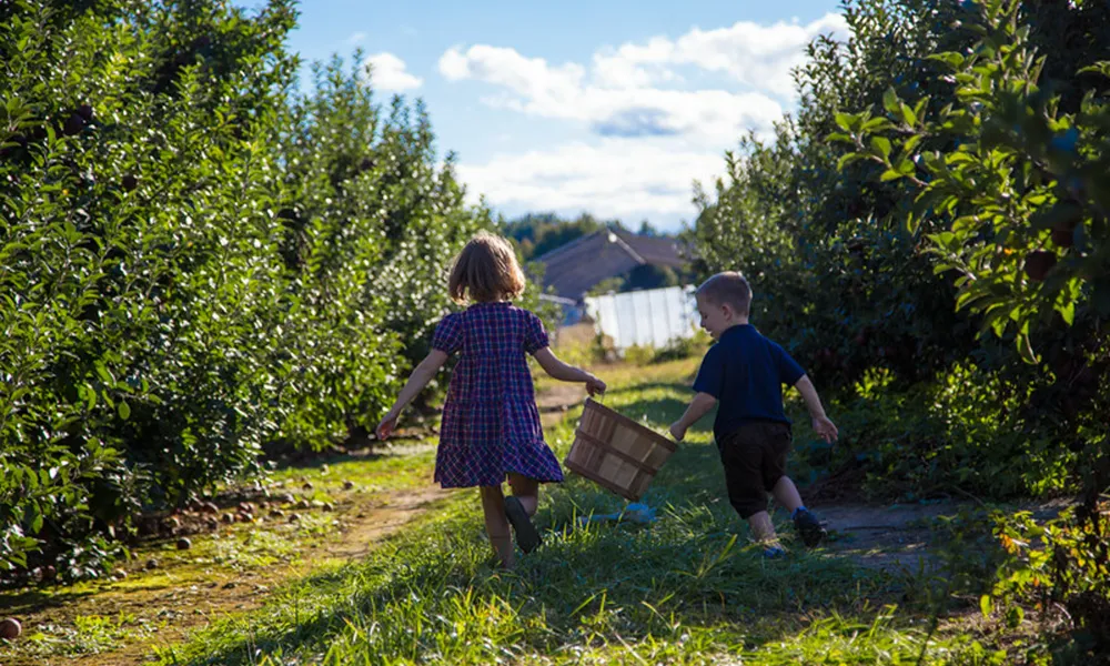 Siblings running through apple orchard