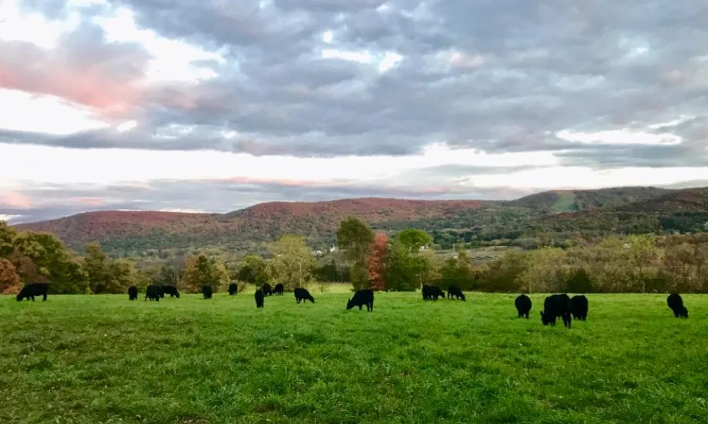 Teambuilding activity at Vernon Valley Farm