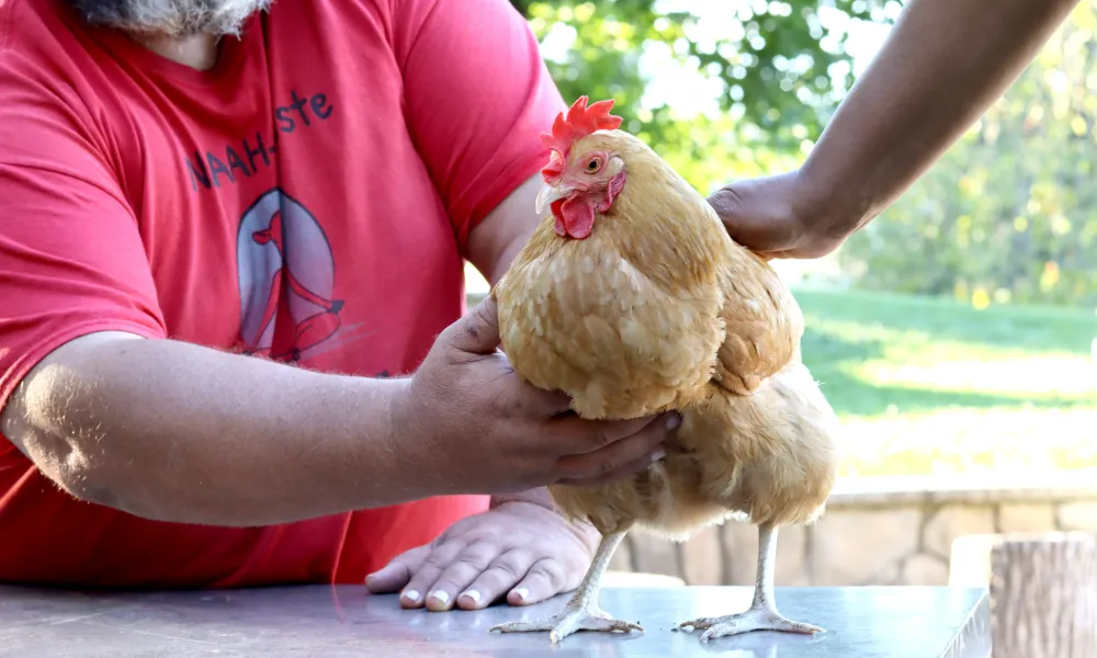 Chicken standing on table.