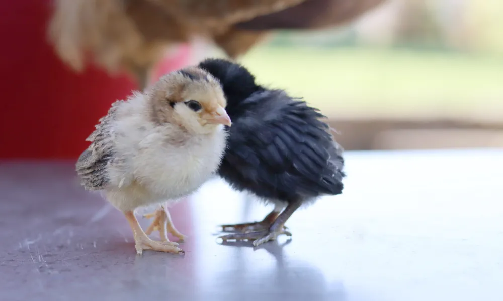 Baby chickens on table.