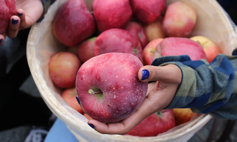 Hand holding an apple above basket of apples.
