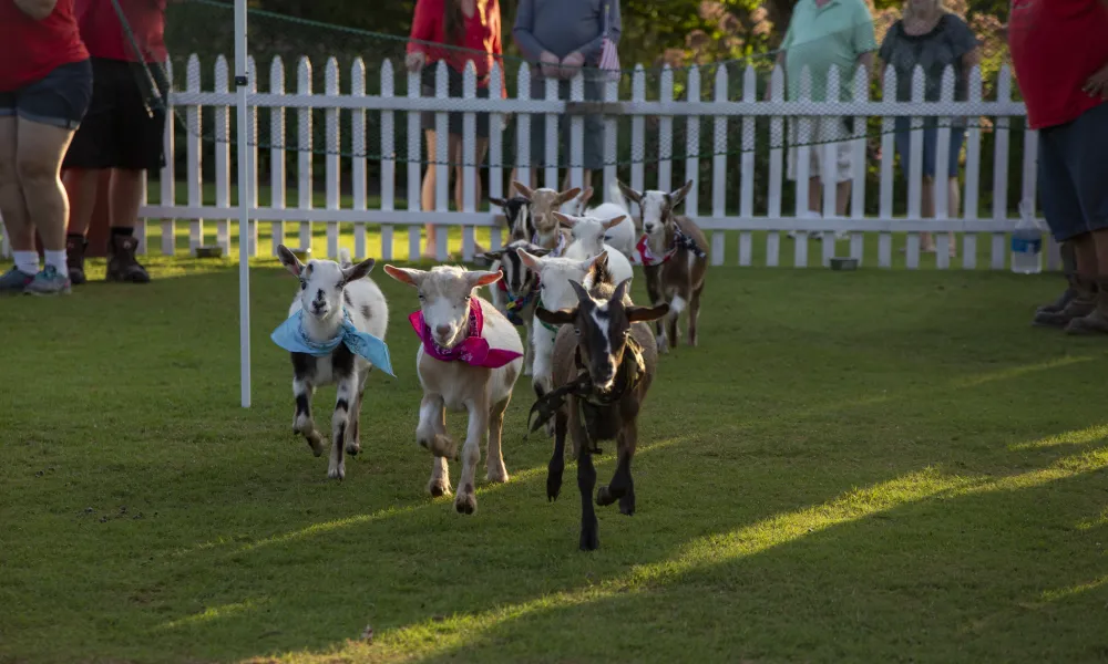 Goats racing at NJ Beer &amp; Food Festival