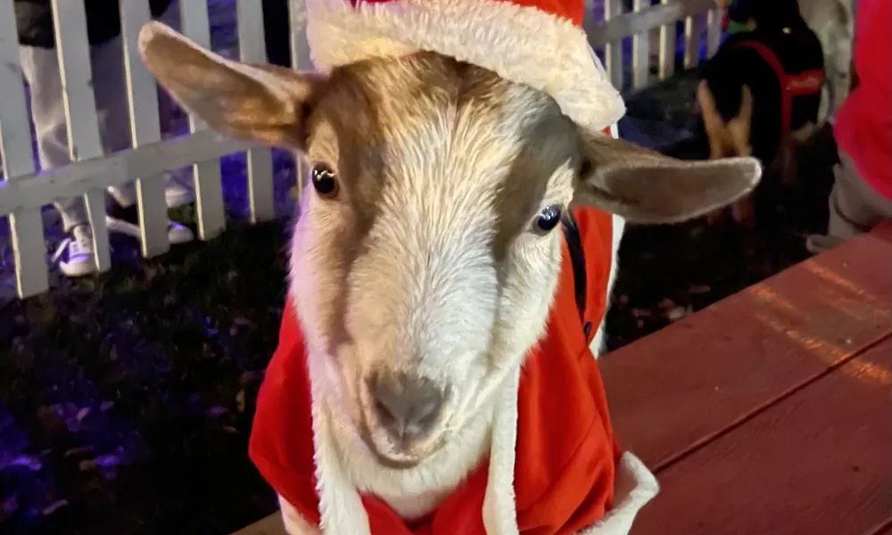 Goat dressed up in santa outfit.