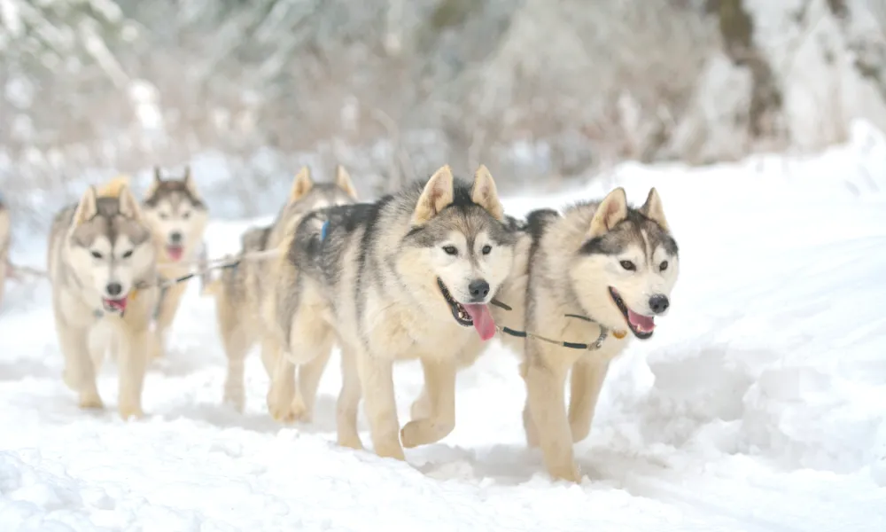 Huskey dogs pulling a sled in snow.