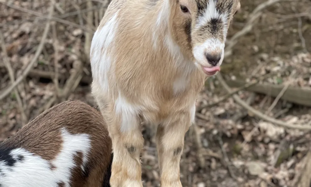 Goat standing on a tree stump.