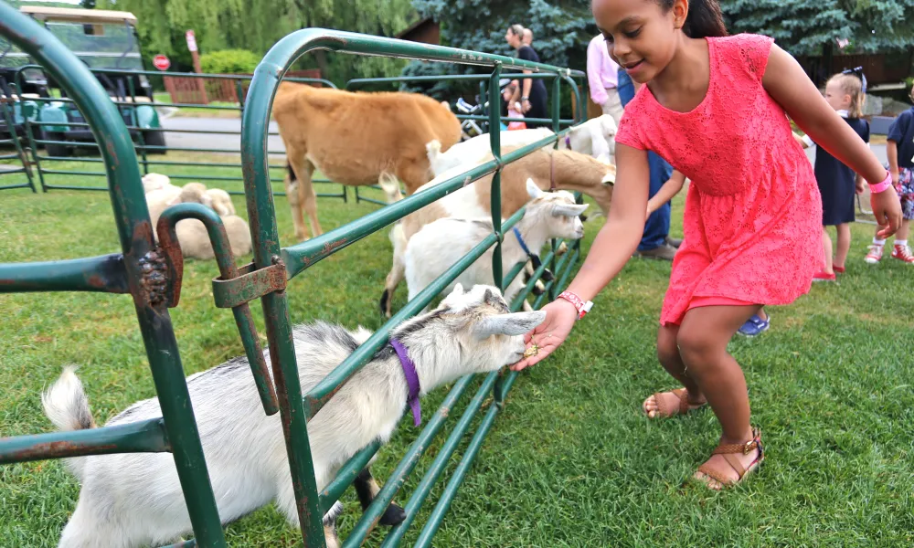 Young girl in pink dress feeding goats.