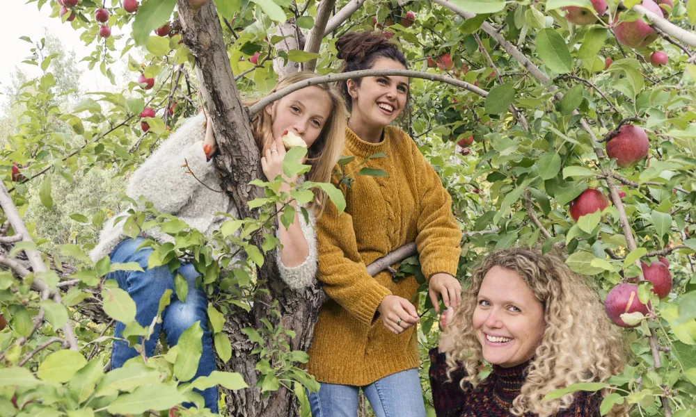 Three women apple picking. 