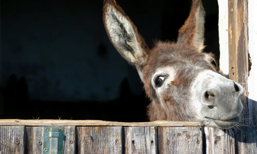Donkey sticking its head out of a stable.