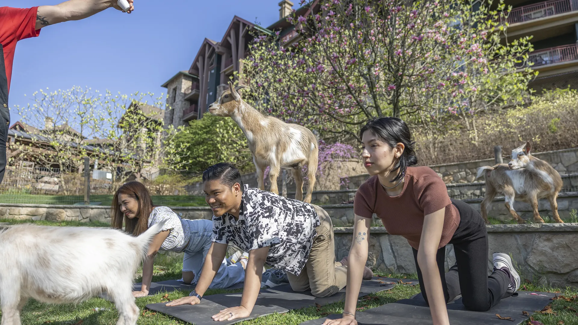 Goat Yoga at a resort close to NYC