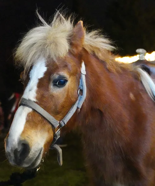 Nugget the pony.