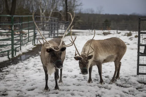 Reindeer standing in a snowy field. 