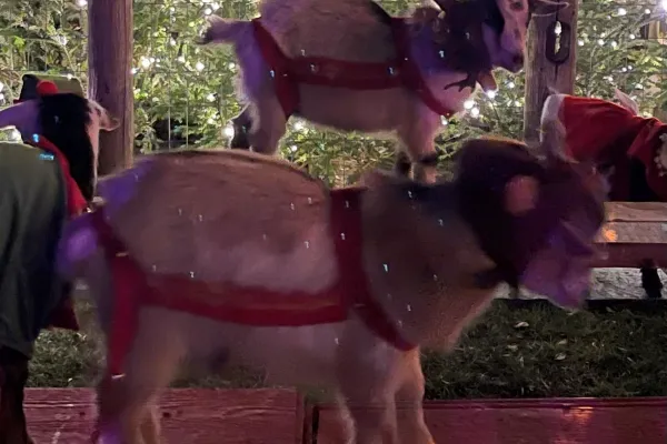 Goats in front of lit up Christmas trees.