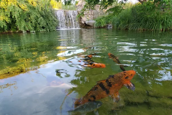 Koi Pond