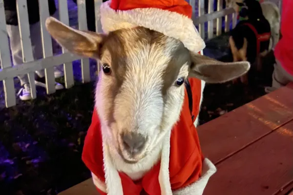 Goat dressed up in santa outfit.