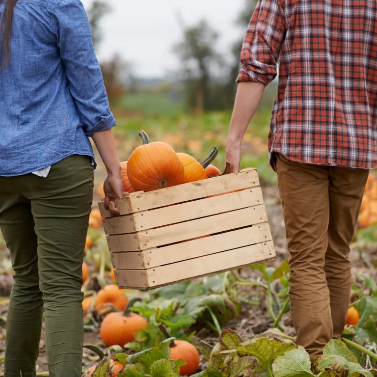 Pumpkin picking.