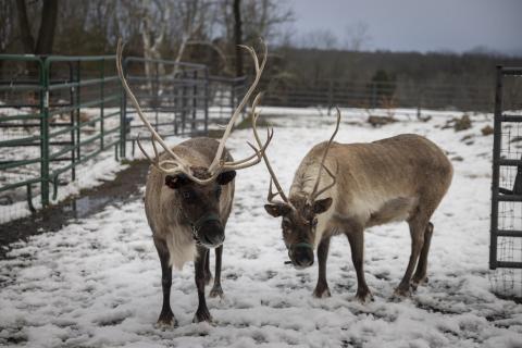 Reindeer standing in a snowy field. 
