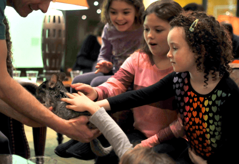 Children petting a chinchilla. 