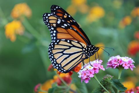 Monarch butterfly 