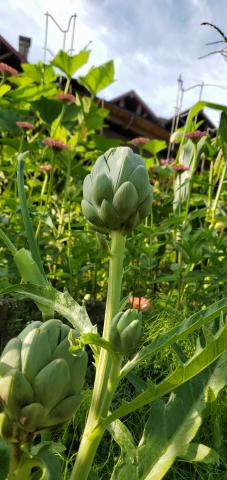 Fresh Artichoke from Chef's Garden