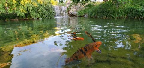 Koi Pond