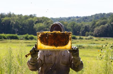 Beekeeper at Crystal Springs Resort