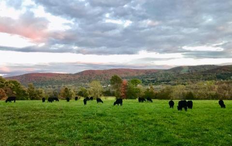 Teambuilding activity at Vernon Valley Farm