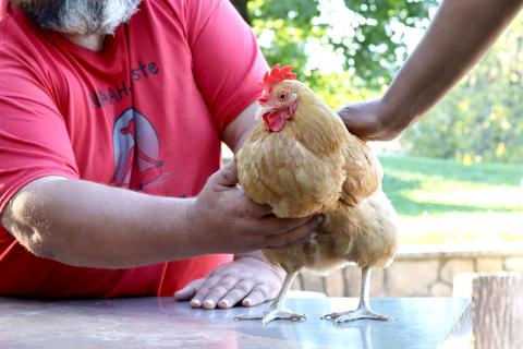 Chicken standing on table.