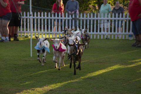 Goats racing at NJ Beer &amp; Food Festival