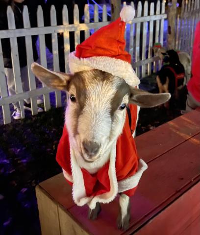 Goat dressed up in santa outfit.