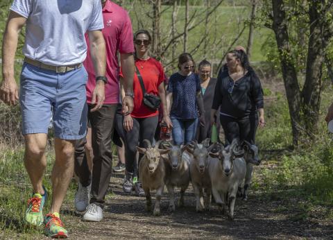 Goat hiking at Crystal Springs Resort