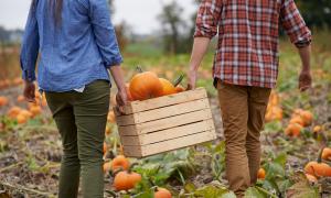 Pumpkin picking.