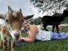 Woman participating in goat yoga. 