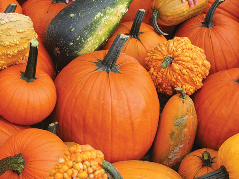 Array of pumpkins